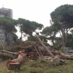 Alberi abbattuti