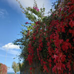 Di rosso mi voglio vestire! - Foto Antonella Starna