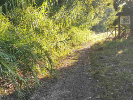 Un tratto del PercorriMisa