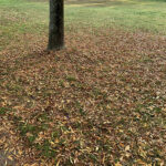 Dal prato in fiore alle foglie caduche - Foto Rossano Morici
