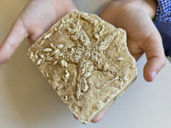 Lezione sulla Preistoria alla scuola primaria Don Antonio Morganti di Pianello di Ostra Lezione sulla Preistoria alla scuola primaria Don Antonio Morganti di Pianello di Ostra