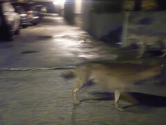 Lupi avvistati in via degli Oleandri