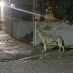 Uno dei lupi avvistati in via degli Oleandri