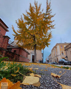 Foglie gialle - Foto Fedele Ruvio