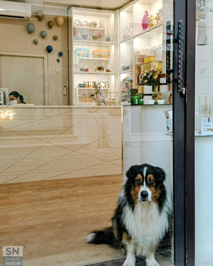 In vetrina - Foto Berico Predieri