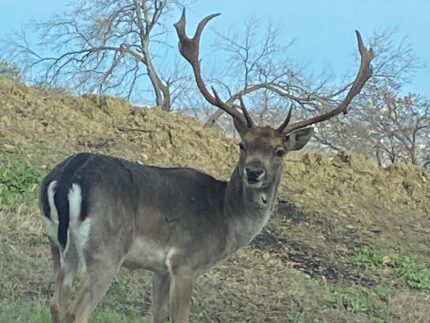 Daino prelevato e liberato ad Arcevia