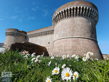 Margherite alla Rocca - Foto Fedele Ruvio