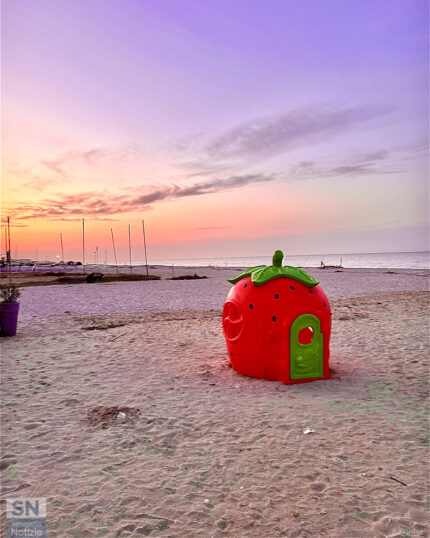 Fragola di mare - Foto Barbara Brusoni