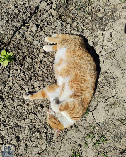 Per Red inizia la stagione balneare - Foto Giancarlo Rossi