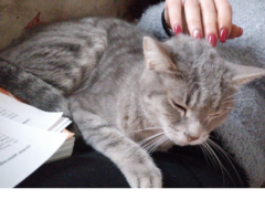 Il gatto Meo