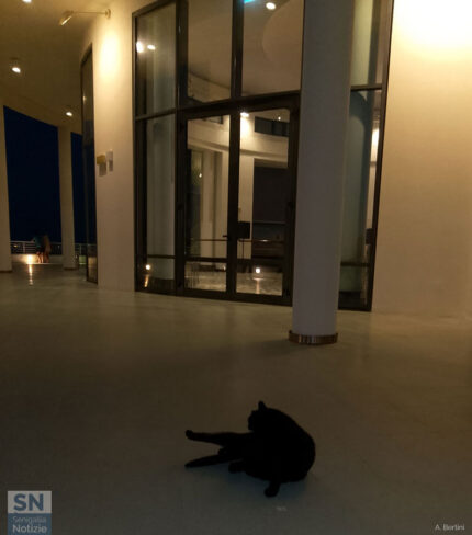 Una Rotonda col gatto - Foto Alberto Bertini