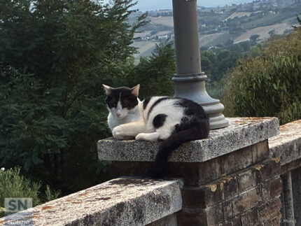 Un gatto si gode un po' di refrigerio a Scapezzano - Foto Rossano Morici