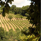 Coltivazioni a Serra de’ Conti