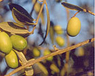 corso di olivicoltura