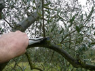 Potatura dell'olivo