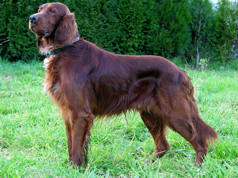 Esempio di setter irlandese (foto di repertorio)