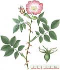 Rosa selvatica (Rosa canina)