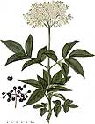 Sambuco nero (Sambucus nigra)