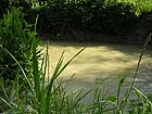 Tratto del fiume Misa