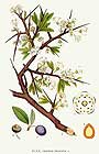 Prugnolo (Prunus spinosa)